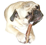 Benefits of bully sticks for dogs Benefits of bully sticks for dogs